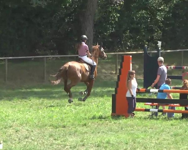 Radolfzell 2013 - Reit- und Springturnier des RC Bodenseereiter
