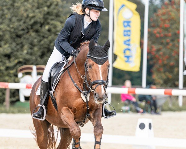 jumper Alisea 6 (Hessian Warmblood, 1999, from Alfuro)