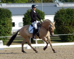 broodmare Lotje (Fjord Horse, 2011, from Mastrup Romeo)