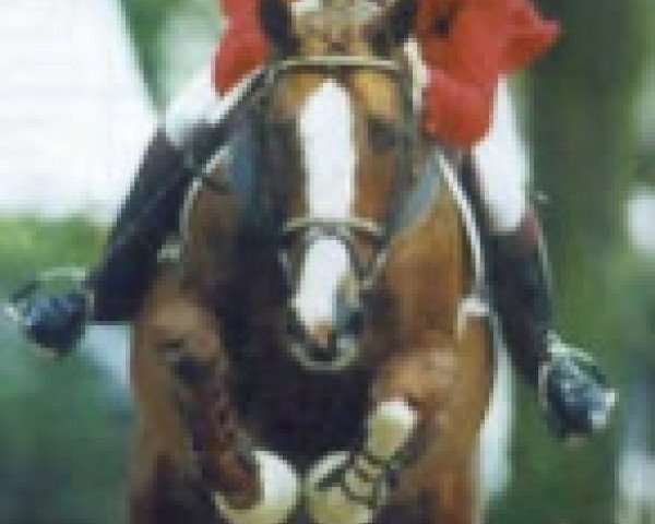 stallion Voyant Lumineux (Selle Français, 1987, from Lieu de Rampan)