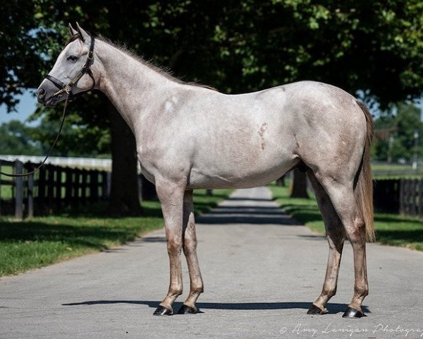 Pferd Hengst von Tapit xx (Englisches Vollblut, 2020, von Tapit xx)