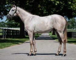 horse Hengst von Tapit xx (Thoroughbred, 2020, from Tapit xx)