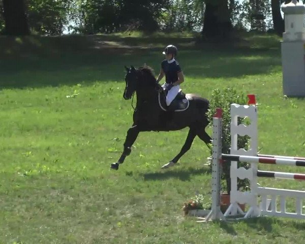 Radolfzell 2013 - Reit- und Springturnier des RC Bodenseereiter