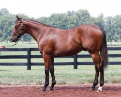 horse Hengst von Curlin xx (Thoroughbred, 2020, from Curlin xx)