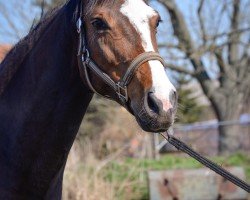 Zuchtstute Harriet (Holsteiner, 2015, von Colman)