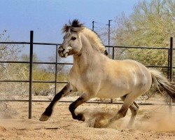 stallion Brigg (Fjord Horse, 2016, from Brijol)