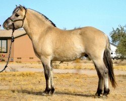 horse Riano A&G (Fjord Horse, 2023, from Rion)