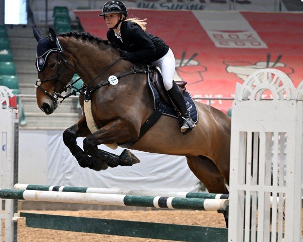 jumper Gallia Dancer (Selle Français, 2016, from Adzaro de l'Abbaye)