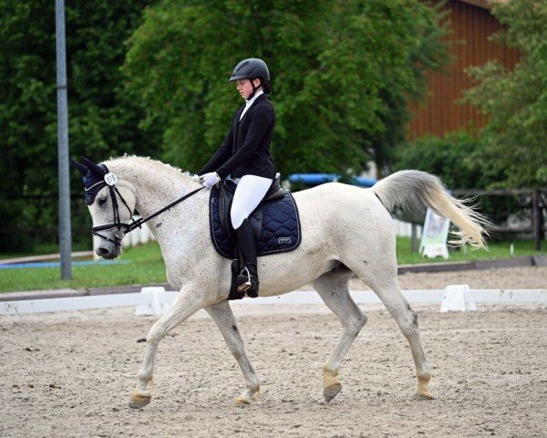 Dressurpferd Cerubin 5 (Polnisches Warmblut, 2014, von Germanio x)