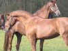 dressage horse Diabolina (Hanoverian, 2007, from Don Frederico)