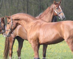 dressage horse Diabolina (Hanoverian, 2007, from Don Frederico)