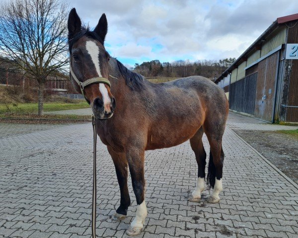 broodmare Bellaica (Oldenburg, 1997, from Matador)