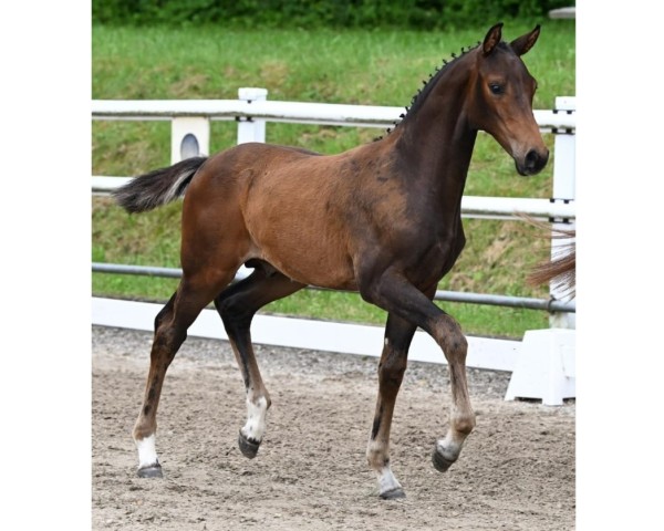 foal by Unesco (Oldenburg, 2024, from Uno I)