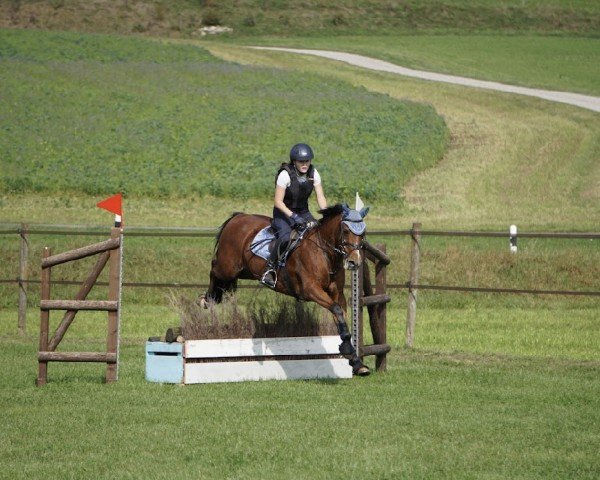 Springpferd Ben VII (New-Forest-Pony, 2002, von Anydale Martien)