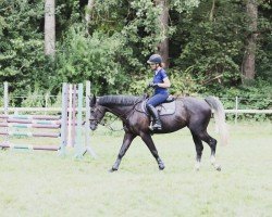 jumper Bon Jovi GS (Hanoverian, 2020, from Baloutaire PS)