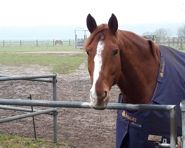 dressage horse Sir Siegfried 16 (Oldenburg, 2010, from Serano Gold)