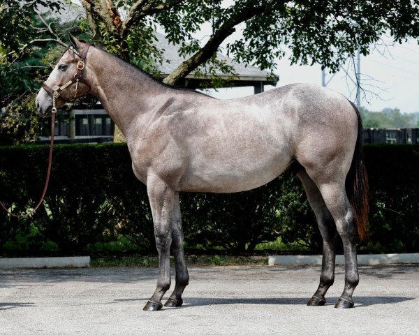 horse Hengst von Tapit xx (Thoroughbred, 2020, from Tapit xx)