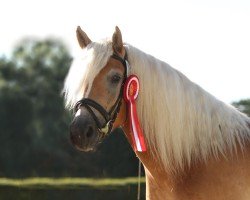 Zuchtstute Stina von Oberstoecken (Haflinger, 2018, von Sterntaenzer)