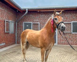 broodmare Alwana von Oberstöcken (Haflinger, 2020, from Ampere)