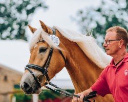 Zuchtstute Belwana von Oberstöcken (Haflinger, 2020, von Bellissimo-W-Q)