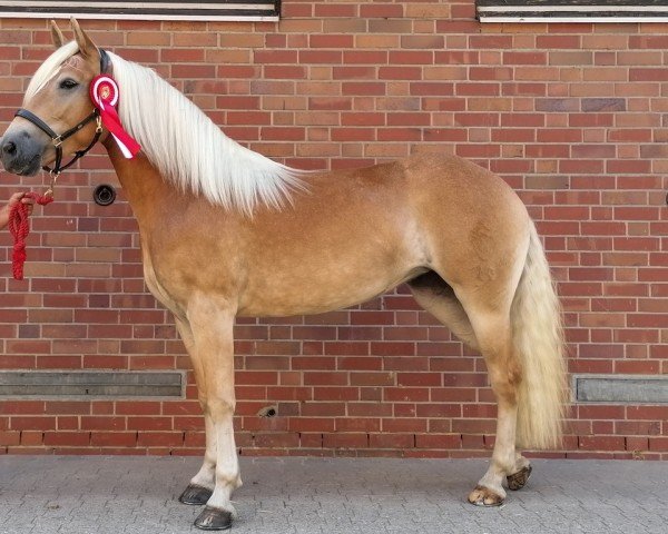 Zuchtstute Stenja von Oberstoecken (Haflinger, 2017, von Sterntaenzer)