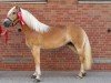 broodmare Stenja von Oberstoecken (Haflinger, 2017, from Sterntaenzer)