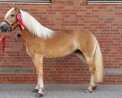 Zuchtstute Stenja von Oberstoecken (Haflinger, 2017, von Sterntaenzer)