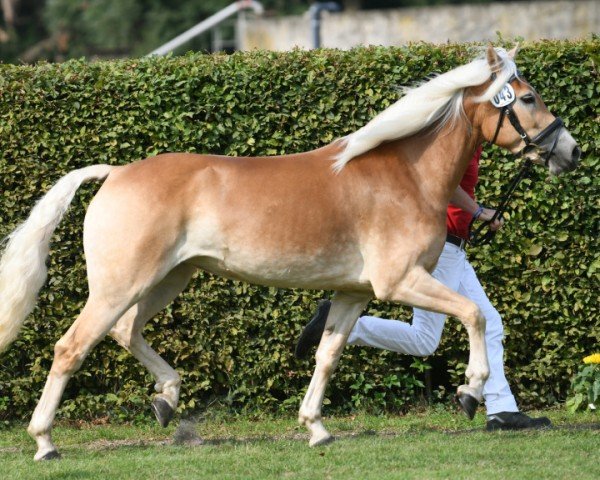 Zuchtstute Winja von Oberstoecken (Haflinger, 2017, von Wintersturm)