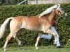 broodmare Winja von Oberstoecken (Haflinger, 2017, from Wintersturm)