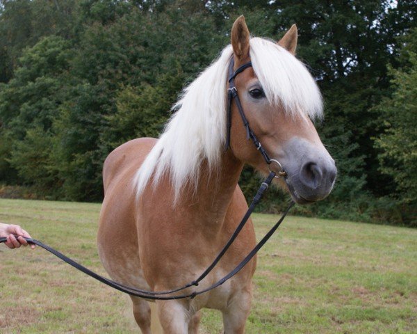 broodmare Alaika (Haflinger, 2007, from Adler)