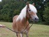 broodmare Alaika (Haflinger, 2007, from Adler)