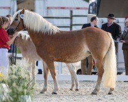 Zuchtstute Aliska (Haflinger, 2008, von Adler)