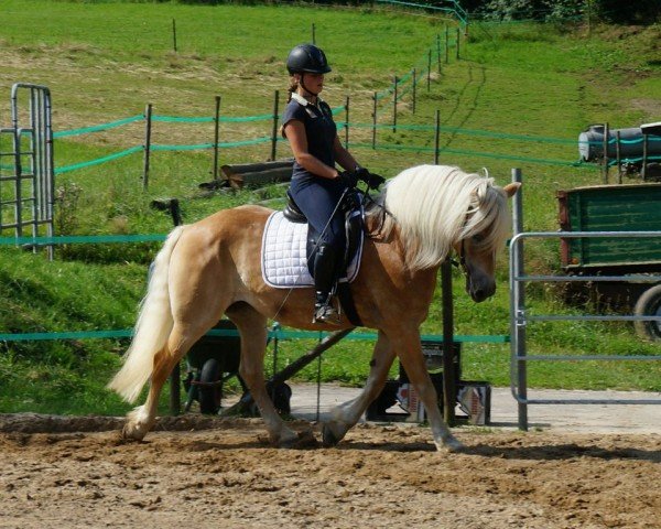 broodmare Mary-Lou (Haflinger, 2001, from Mithras)