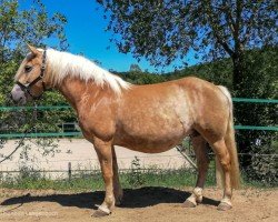 Zuchtstute Alice (Haflinger, 2012, von Andrit II)