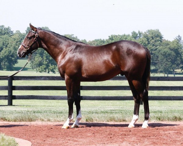 horse Hengst von Medaglia d´Oro xx (Thoroughbred, 2020, from Medaglia d'Oro xx)