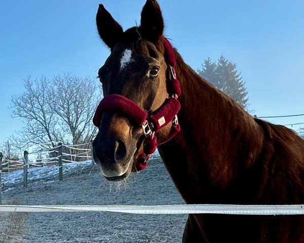 Zuchtstute Favorit Girl (Österreichisches Warmblut, 2005, von Rothenburg J)