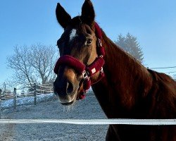 broodmare Favorit Girl (Austrian Warmblood, 2005, from Rothenburg J)