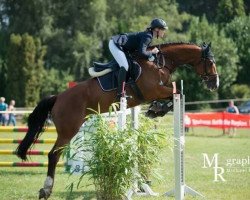 jumper Cebelio's Boy (Holsteiner, 2008, from Cebelio)