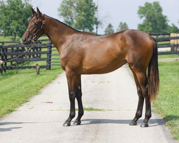 horse Stute von Uncle Mo xx (Thoroughbred, 2020, from Uncle Mo xx)