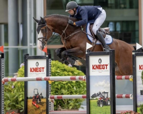 Springpferd Kardinaal HX (KWPN (Niederländisches Warmblut), 2015, von Don Diablo HX)