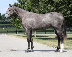 horse Stute von Tapit xx (Thoroughbred, 2020, from Tapit xx)