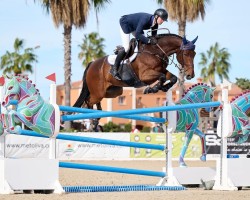 jumper Hero (German Sport Horse, 2012, from Diamant de Semilly)