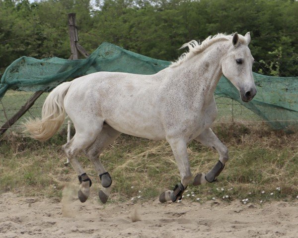 Pferd Ajandek (Ungarisches Warmblut, 2009, von Caos)