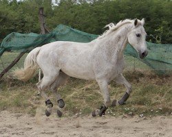 horse Ajandek (Hungarian Warmblood, 2009, from Caos)