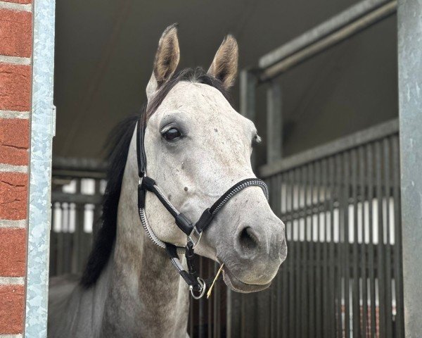 jumper Kairo (German Sport Horse, 2018, from Karajan)