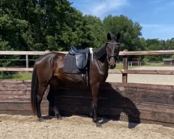 dressage horse Dea Davidia (Hanoverian, 2021, from Despacito 16)