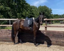 dressage horse Dea Davidia (Hanoverian, 2021, from Despacito 16)