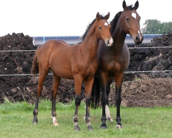 Springpferd HF v Lamiro (Deutsches Reitpferd, 2023, von Lamiro)