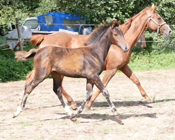 Springpferd HF v Lamiro (Deutsches Reitpferd, 2023, von Lamiro)