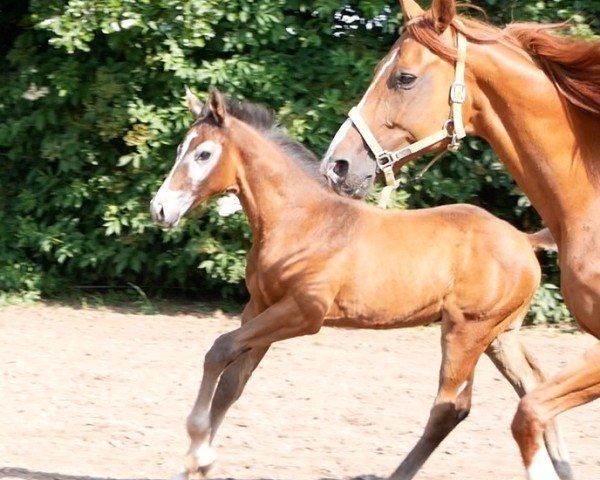 jumper HF v Lamiro (German Warmblood, 2023, from Lamiro)